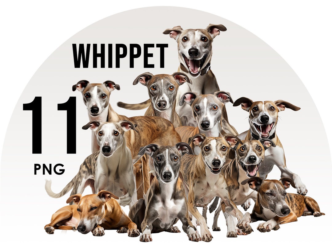 Whippet Dog Breeds Clipart Bundle, Dog Sublimation Designs, Dog Breeds ...