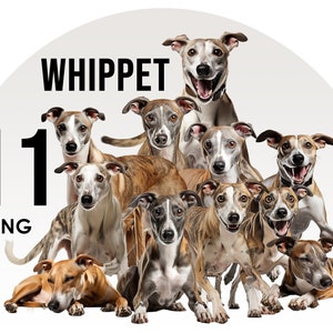 Whippet Hunderassen Clipart Bundle, Hundesublimations-Designs, Hunderassen PNG, süße Hunde digitale Illustration, Hundeporträtdrucke, Bilder