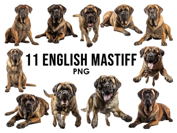 English Mastiff Dog Breeds Clipart Bundle, Dog Sublimation Designs