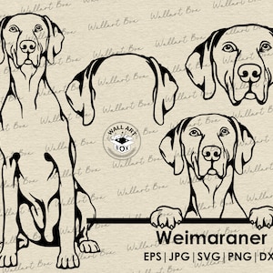 Weimaraner svg perro cuerpo completo asomándose cabeza orejas archivos para Cricut/ Clipart/ Vector/ PNG/ dxf/ imprimible/ Cricut Silhouette/ descargas digitales