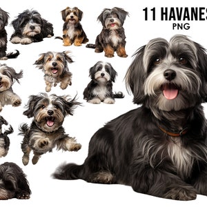 Havanese Dog Breeds clipart Bundle, Dog Sublimation Designs, Dog Breeds PNG, Cute Dogs Digital Illustration, Dog Portrait Prints