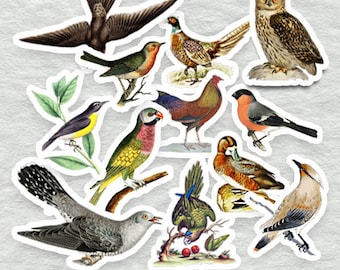リアルなカラフルな鳥のイラストのステッカー詰め合わせ（12 パック）