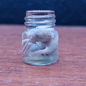 Wet Specimen For Classroom Collection Gothic Home Decor Oddities Pinky Baby Mouse Oddities