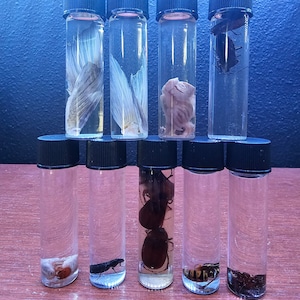 Choose Your Own Assortment Wet Specimen Science Classroom Gothic Home Decor Oddities Curiosities | Bugs | Ticks | Wasps | Fish Specimen Vial