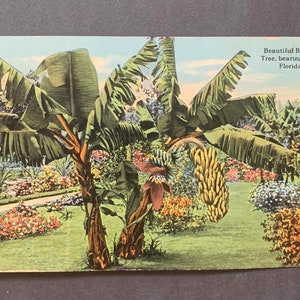 Beau bananier, portant des fruits, Floride. Carte postale vintage. 1914