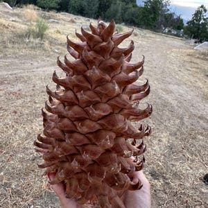 Coulter Pine Cone