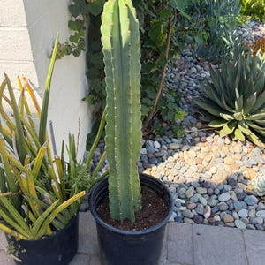 May include: A tall, columnar cactus with a light green, ribbed stem and small, evenly spaced spines along its vertical ridges, planted in a black plastic nursery pot filled with dark potting soil, positioned upright on a paved surface.