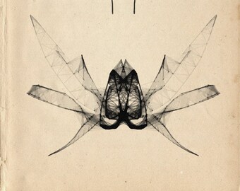 Geometric Bugs #1