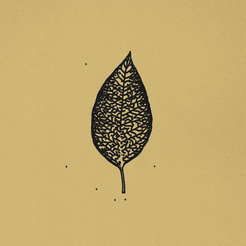 May include: A black and white illustration of a single leaf with a detailed vein pattern.