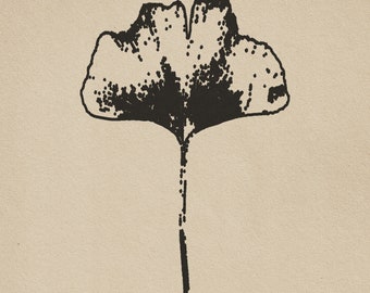 Fan Leaf