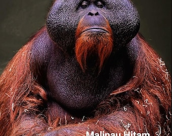 Malinau Hitam • 2021 • Class Wild Jungle Beccariana • Pure Oud Oil