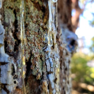 Balsam and Douglas Fir Resin Salves