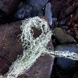 Usnea Ticture 2 oz Ethically Harvested