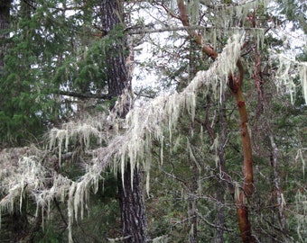 Usnea Lichen Salve