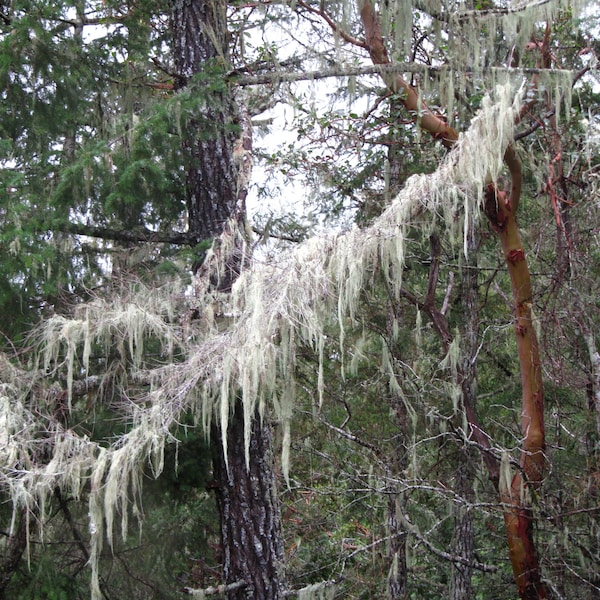 Usnea Lichen Salve