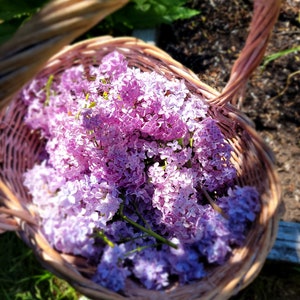 Lilac Lip Balm