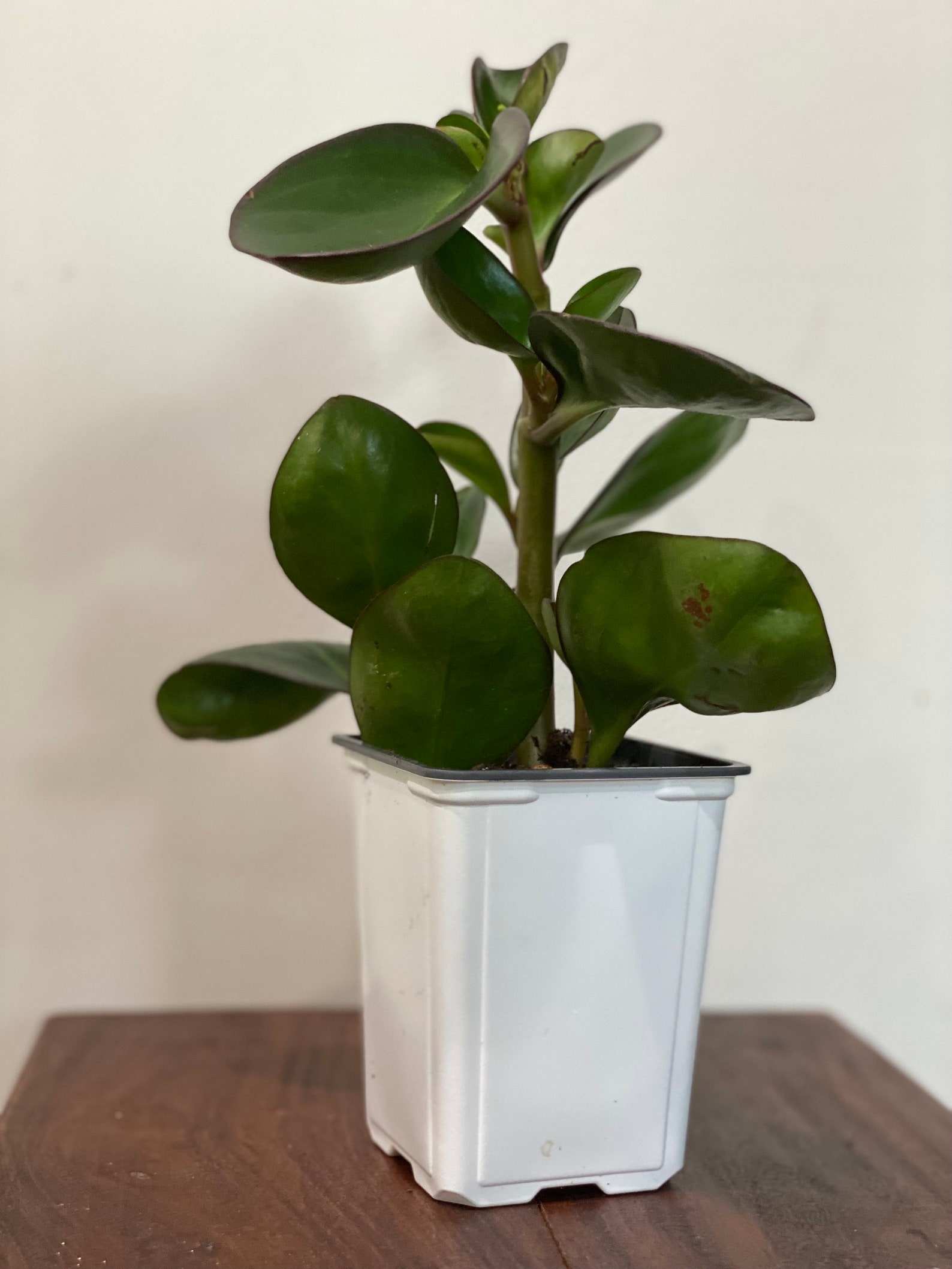 Baby Rubber Plant Peperomia Obtusifolia Lush dark green Etsy