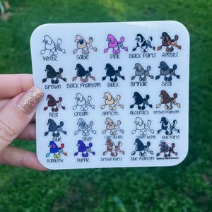 May include: A white, square sticker with poodle illustrations in a range of colours and patterns. Each poodle is labelled with its colour or pattern, including white, sable, pink, black parti, agouti, brown, black phantom, black, brindle, seal, red, cream, apricot, abstract, brown phantom, blue, silver, cafe au lait, silver beige, blue parti, rainbow, purple, brown parti, blue phantom, and merle aka moldy.