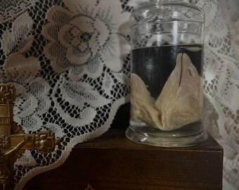 May include: A glass jar with a preserved animal specimen inside. The jar is on a wooden surface with a gold cross in the foreground.
