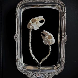 Real Rabbit Skulls & Vertebrae Silver Wall Hanger