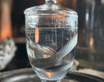 Wet Specimen Snake in Antique Apothecary Jar!