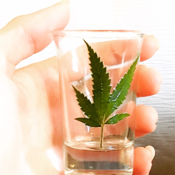 Real cannabis leaf shot glass, hemp leaf, marijuana leaf, stoner, gift, 420, gift, pot leaf, Rasta, beer, man cave, vodka, rum, whiskey