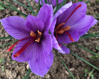 20 French Saffron Bulbs - Saffron du Quercy