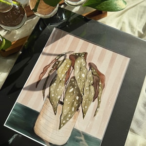 Begonia Maculata, Spotted Begonia 8x10 Art Print, Botanical Wall Decor, (Unmated)
