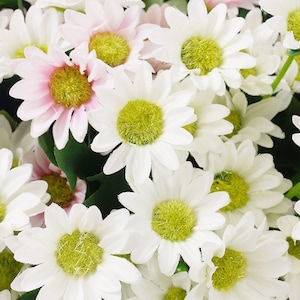 Puede incluir: Un ramo de margaritas blancas y rosas con centros verdes. Las flores est&aacute;n dispuestas en un racimo, con algunos p&eacute;talos superpuestos.