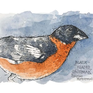 Black-Headed Grosbeak Painting