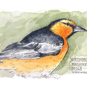 Northern &quot;Bullock&#39;s&quot; Oriole Painting