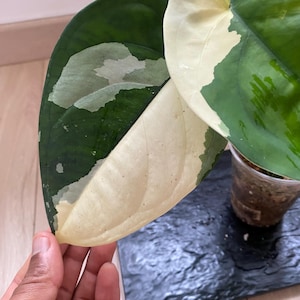 Syngonium Chiapense variegated