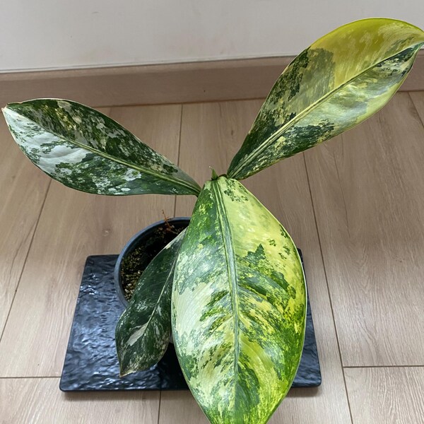 dieffenbacia Big Ben variegata