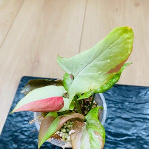 Syngonium orm Nagpum variegated