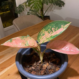 unique plant stands for indoor plants Elegance Tiered Plant Stand