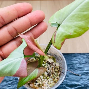 Syngonium orm Nagpum variegated