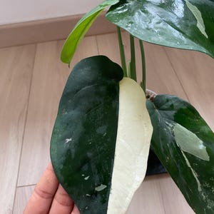 Syngonium Chiapense variegated