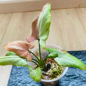 Syngonium orm Nagpum variegated