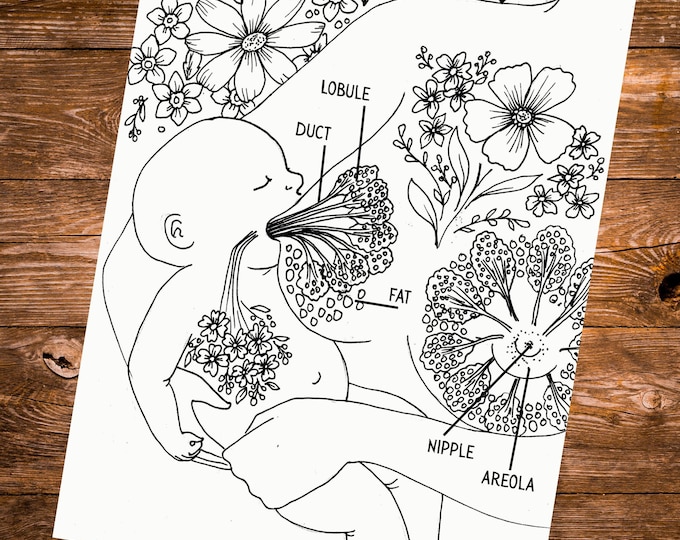 Breastfeeding Anatomy Coloring Page