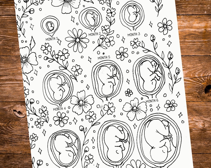 Fetal Development Coloring Page