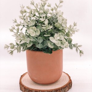 Pode incluir: Uma pequena planta em vaso com folhas verdes e brancas em um vaso cor de terracota. O vaso fica em uma fatia de madeira redonda e natural com uma borda de casca &aacute;spera. A planta tem uma apar&ecirc;ncia cheia.