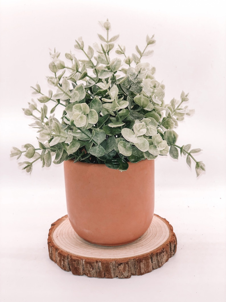 Pode incluir: Uma pequena planta em vaso com folhas verdes e brancas em um vaso cor de terracota. O vaso fica em uma fatia de madeira redonda e natural com uma borda de casca &aacute;spera. A planta tem uma apar&ecirc;ncia cheia.