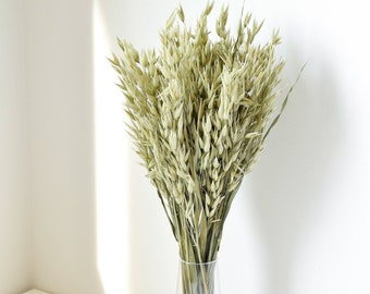 Natural Dried Oat Grass - Dried Flowers