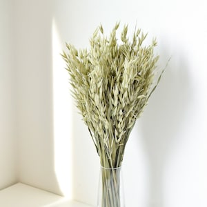 May include: A bouquet of dried oat grass in a clear glass vase. The vase is on a white surface.