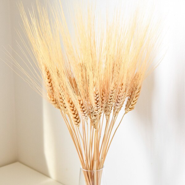 Blonde Wheat - Dried Flowers