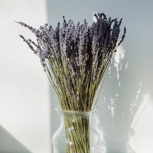 May include: A bouquet of dried lavender flowers in a clear glass vase. The lavender is a light purple color and the stems are green.