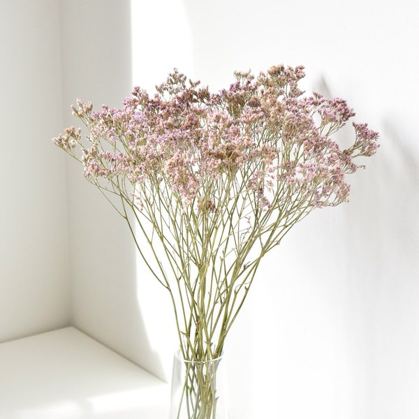 Pink Limonium Statice - Sea Lavender - Caspia - Dried Flowers