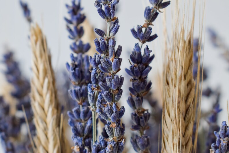 dried lavender and wheat flowers
