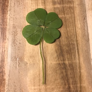 Authentic, real 4 leaf clover, 2025 collection (Symbol of luck, Gifts, Birthday, Holidays)