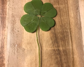 Authentic, real 4-leaf clover, 2024 collection (Symbol of luck, Gifts, Birthday, Holidays)